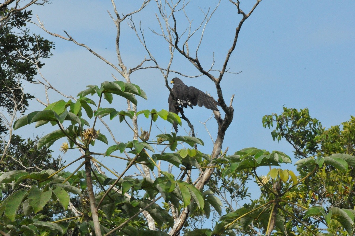 Zone-tailed Hawk - ML616833759