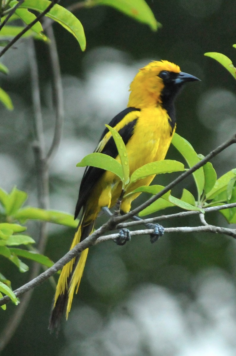 Yellow-tailed Oriole - ML616833782
