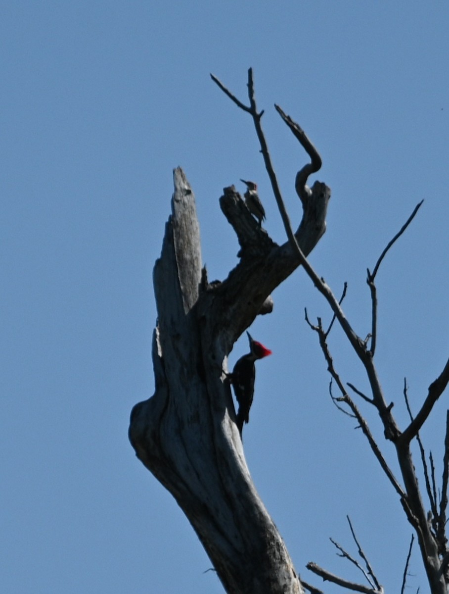 Pileated Woodpecker - ML616833970