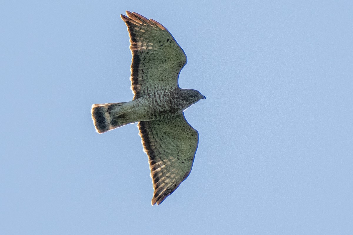 Broad-winged Hawk - ML616834007