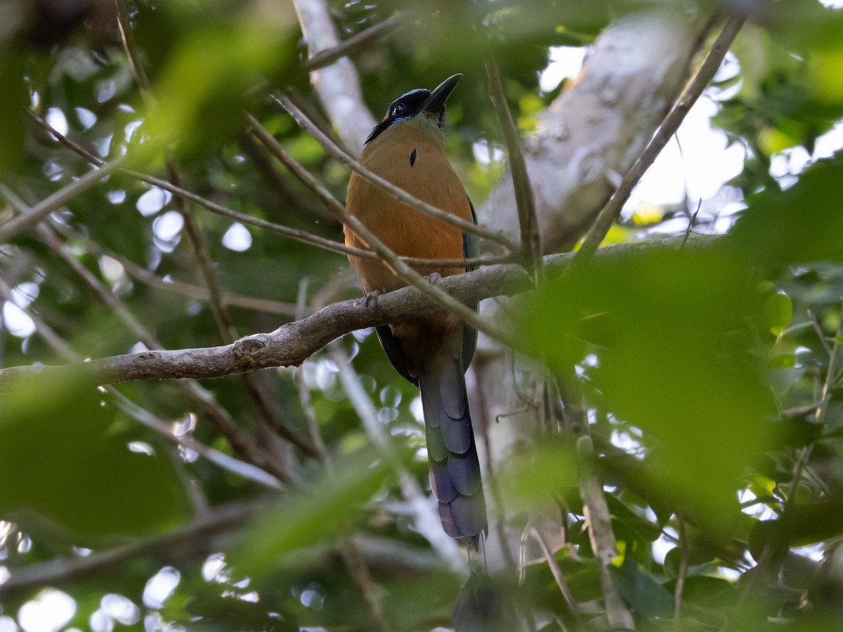 Whooping Motmot - David and Judy Smith