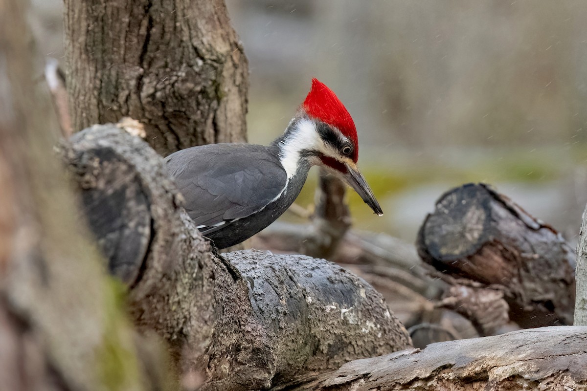 Pileated Woodpecker - Sue Barth