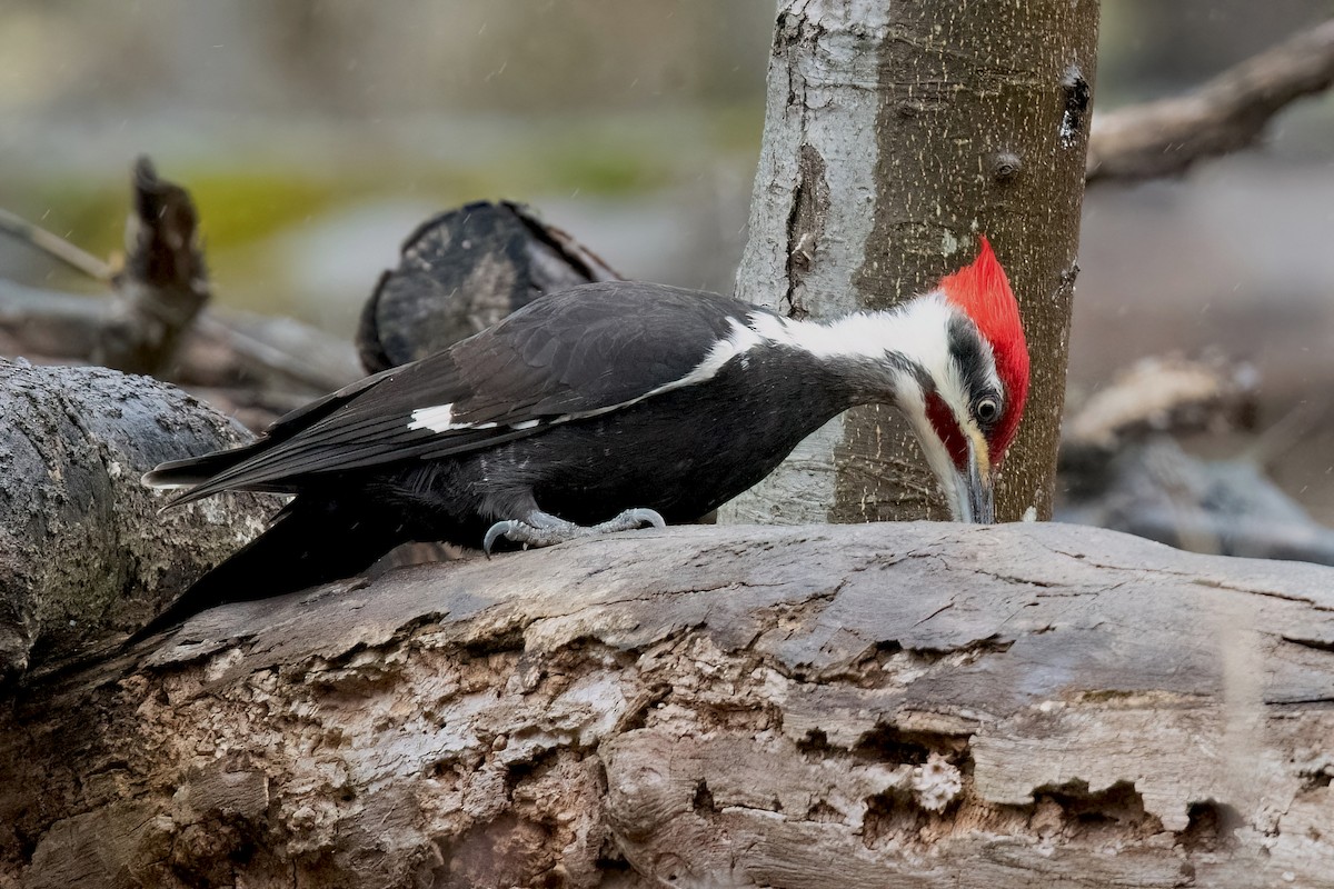 Pileated Woodpecker - ML616834032