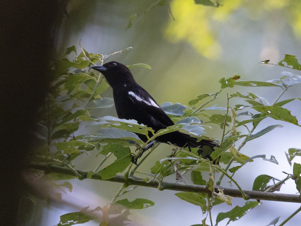 White-shouldered Tanager - ML616834058