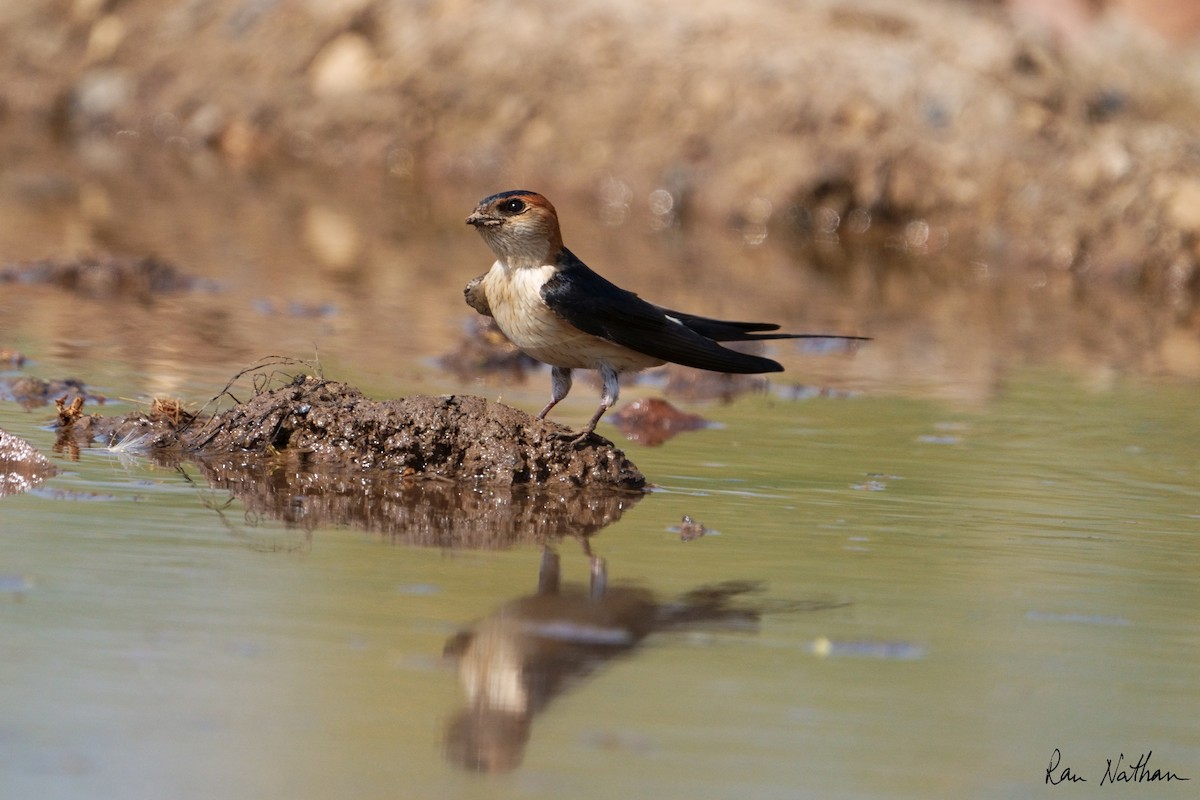 Red-rumped Swallow - ML616834122