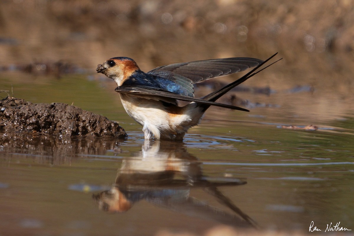 Red-rumped Swallow - ML616834123