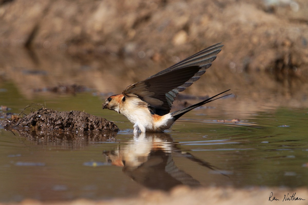 Red-rumped Swallow - ML616834124