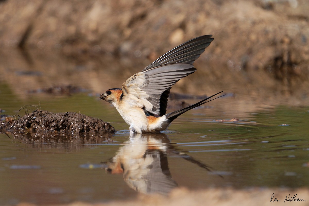 Red-rumped Swallow - ML616834125