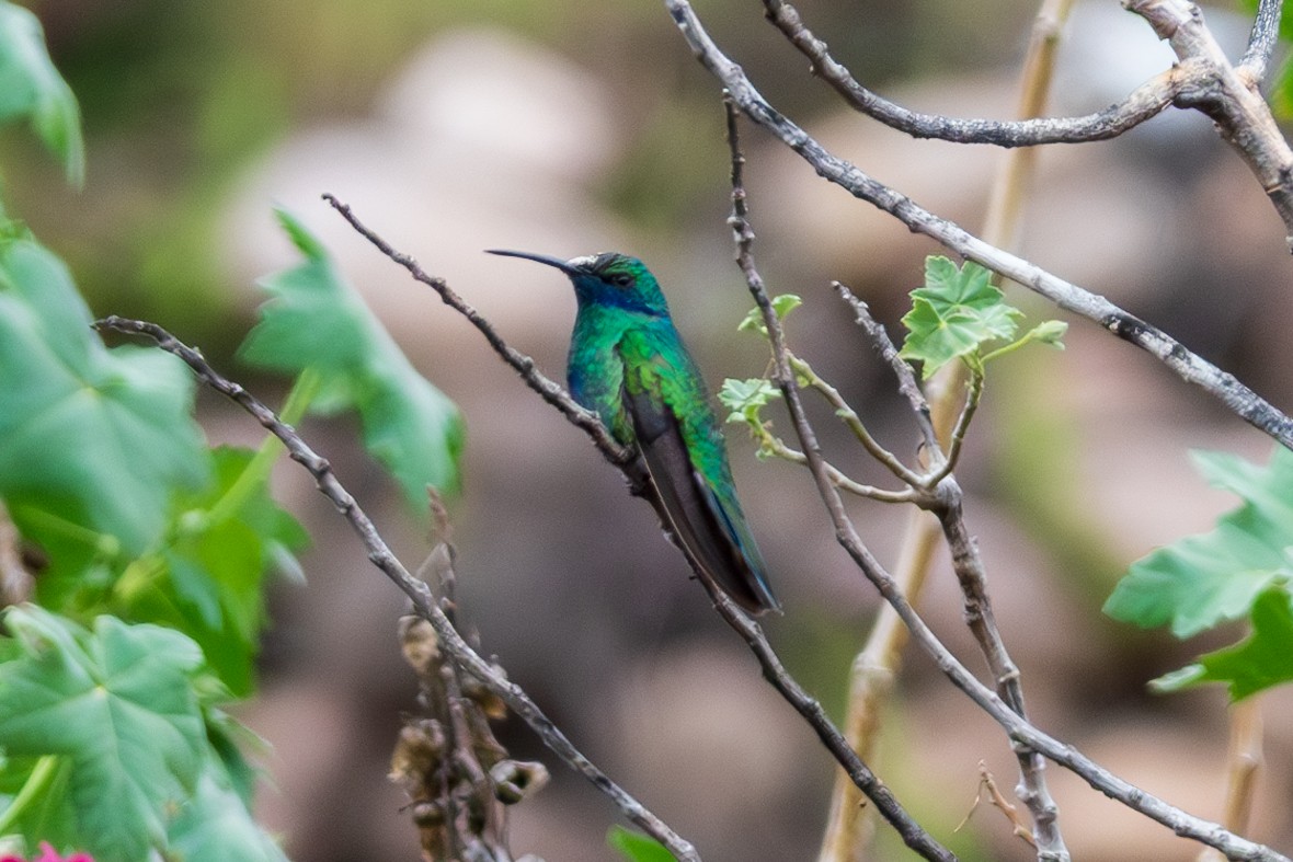 kolibřík modrolící - ML616834127