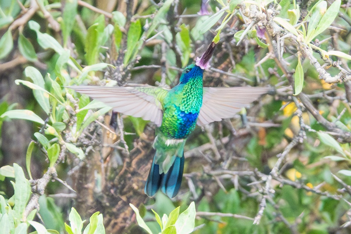kolibřík modrolící - ML616834130