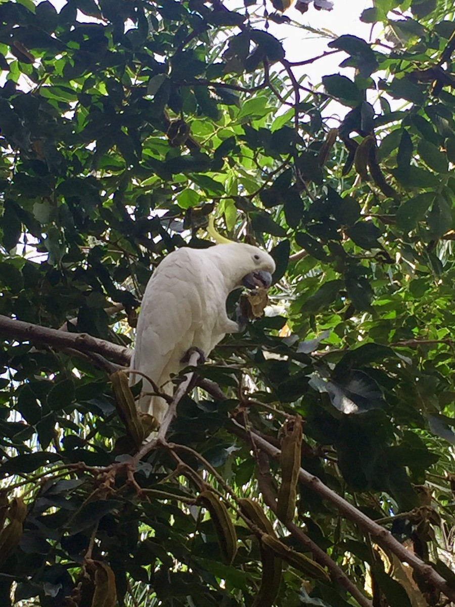 Sulphur-crested Cockatoo - Mary Potempa