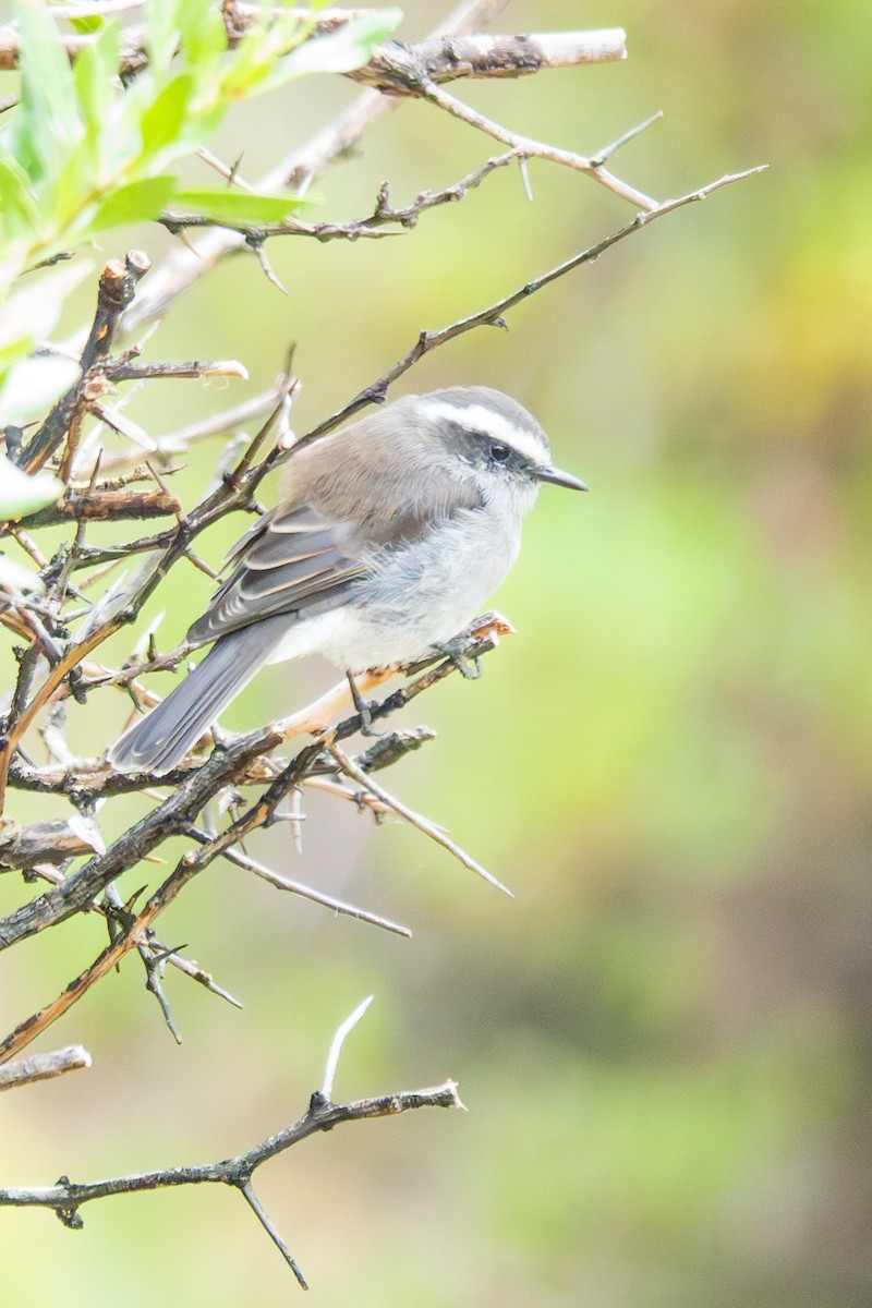 White-browed Chat-Tyrant - ML616834149