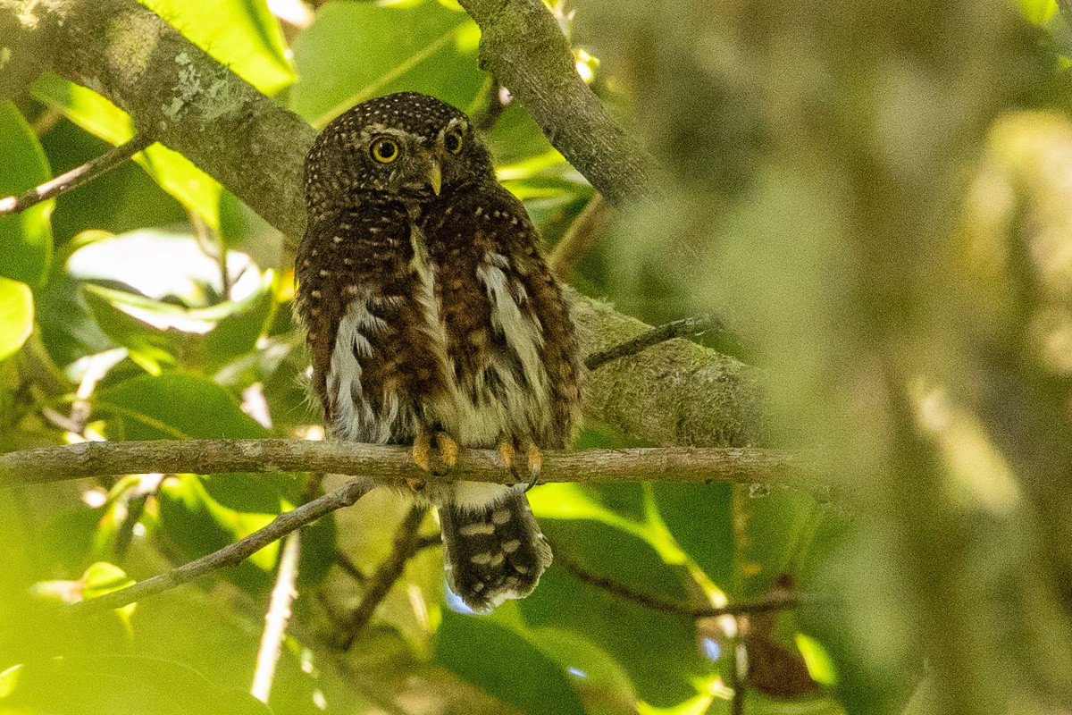 Costa Rican Pygmy-Owl - ML616834195