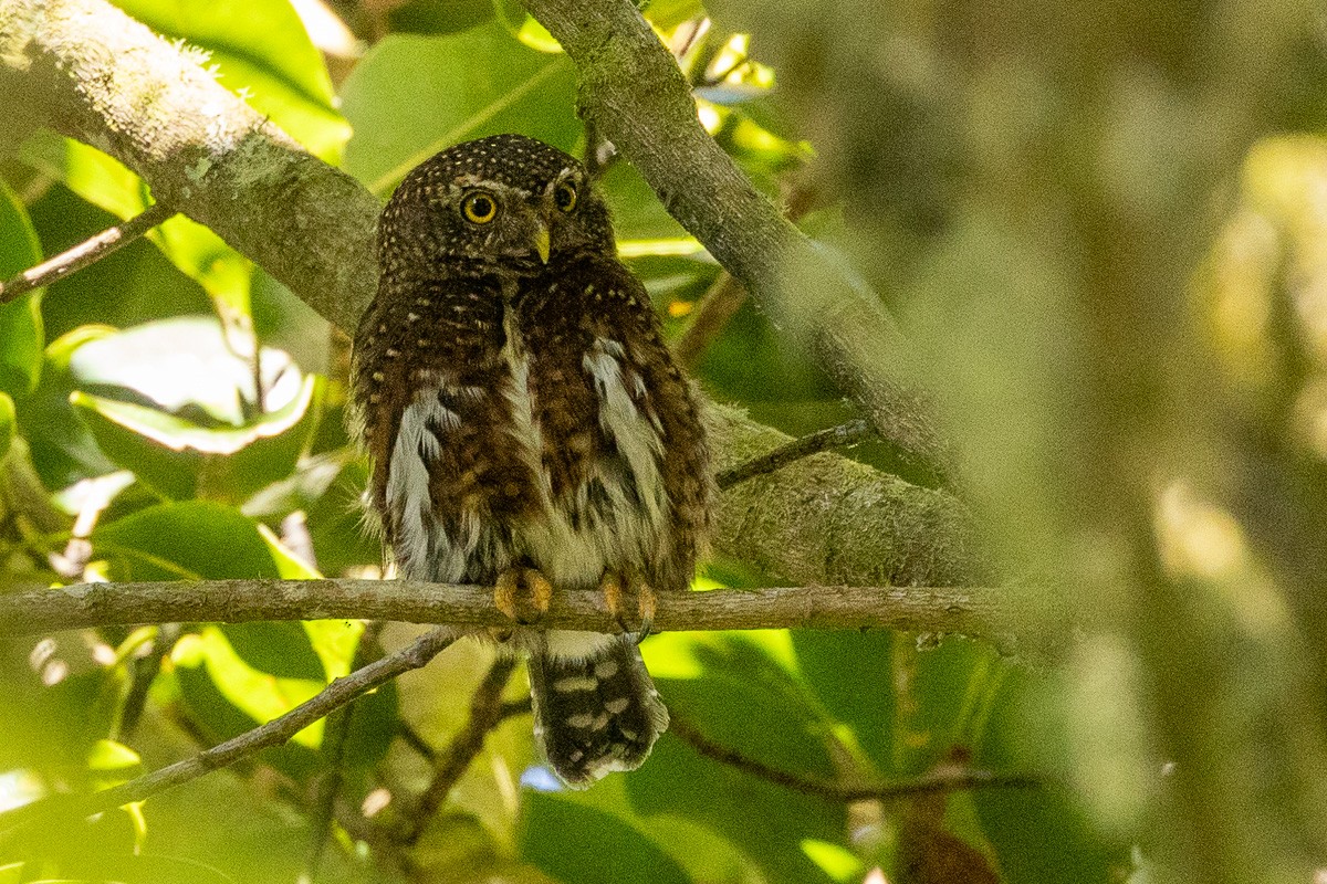 Costa Rican Pygmy-Owl - ML616834196