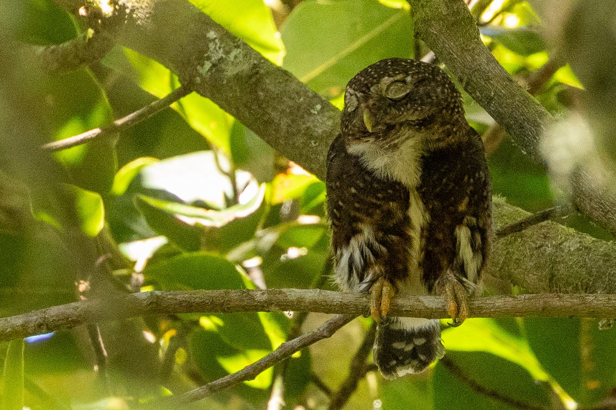 Costa Rican Pygmy-Owl - ML616834198