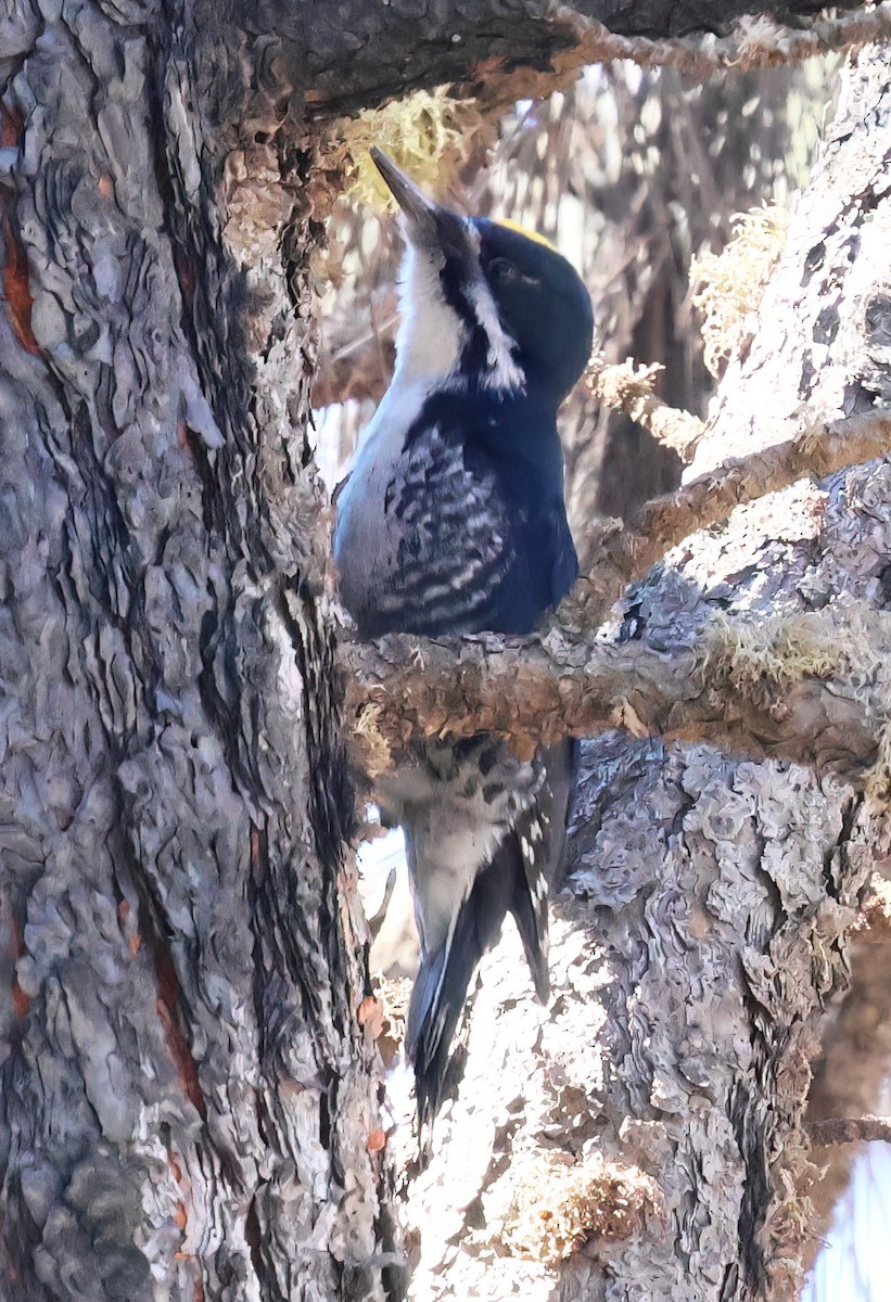 Black-backed Woodpecker - ML616834290