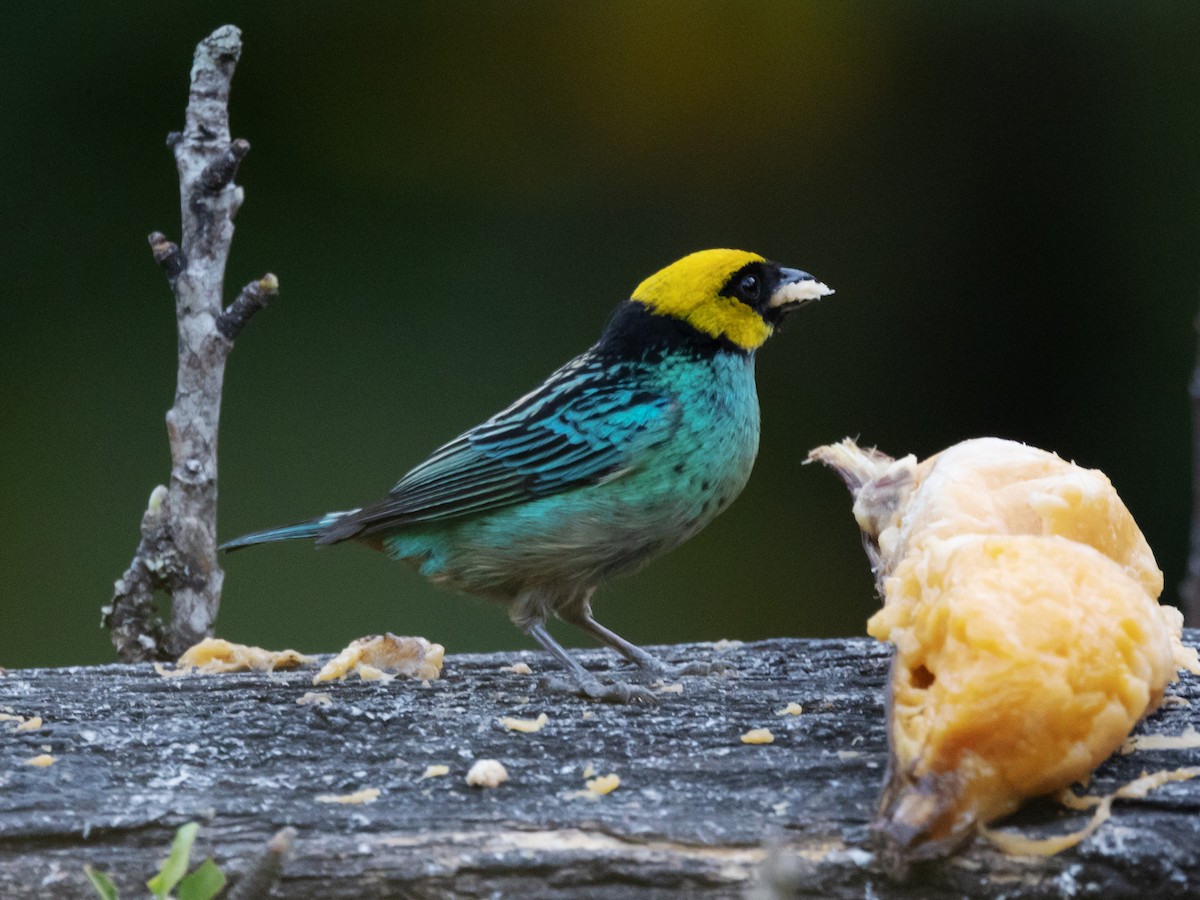 Saffron-crowned Tanager - David and Judy Smith