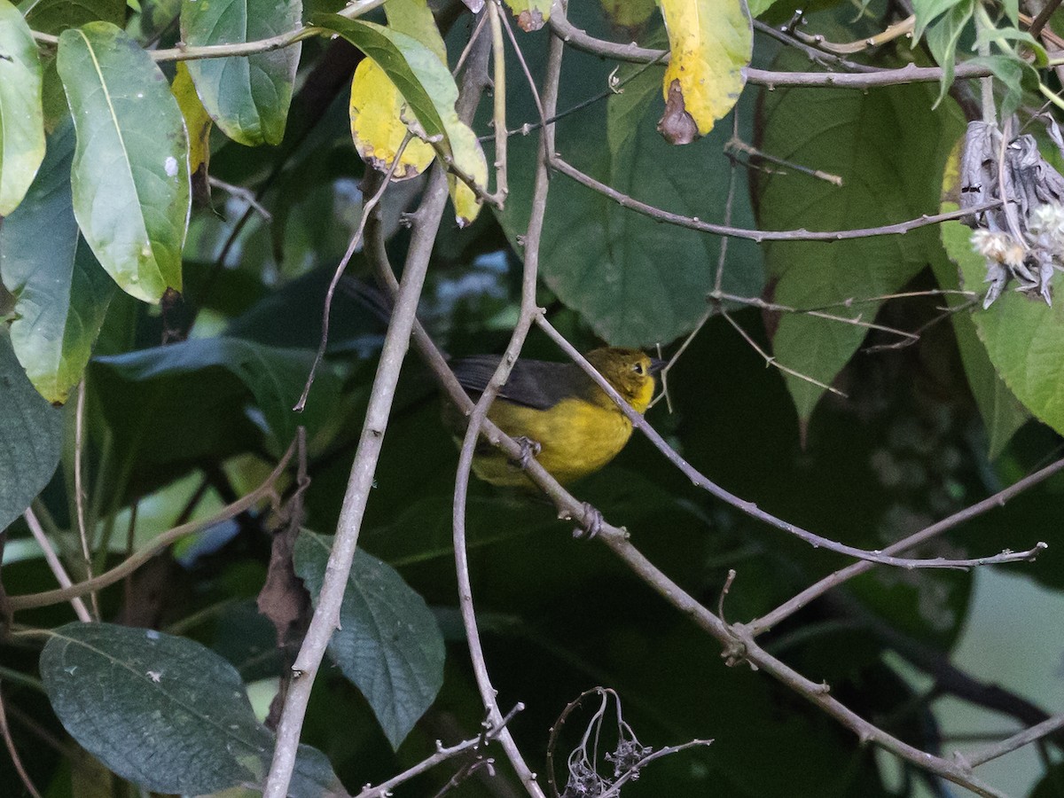 Yellow-headed Brushfinch - ML616834308