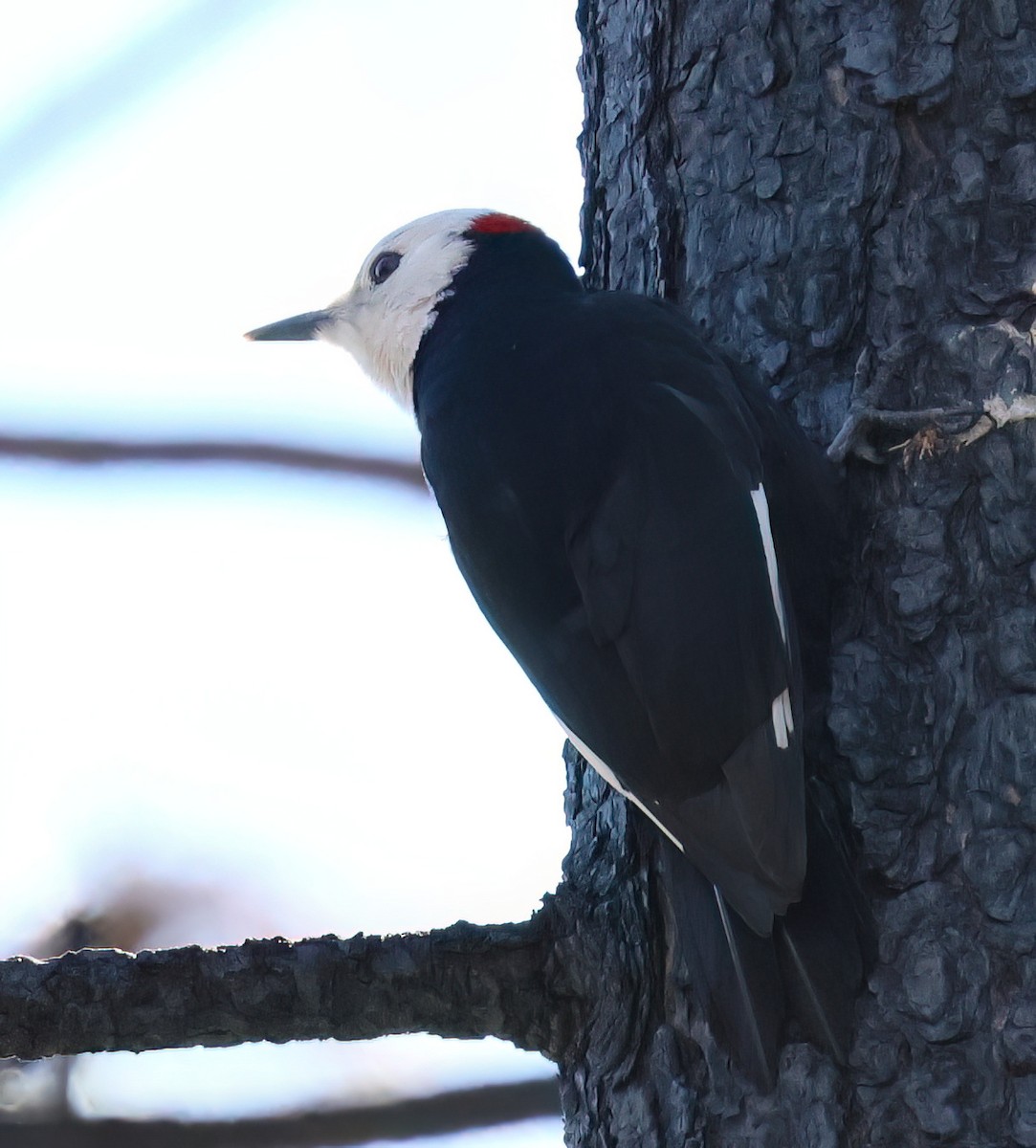 White-headed Woodpecker - ML616834331