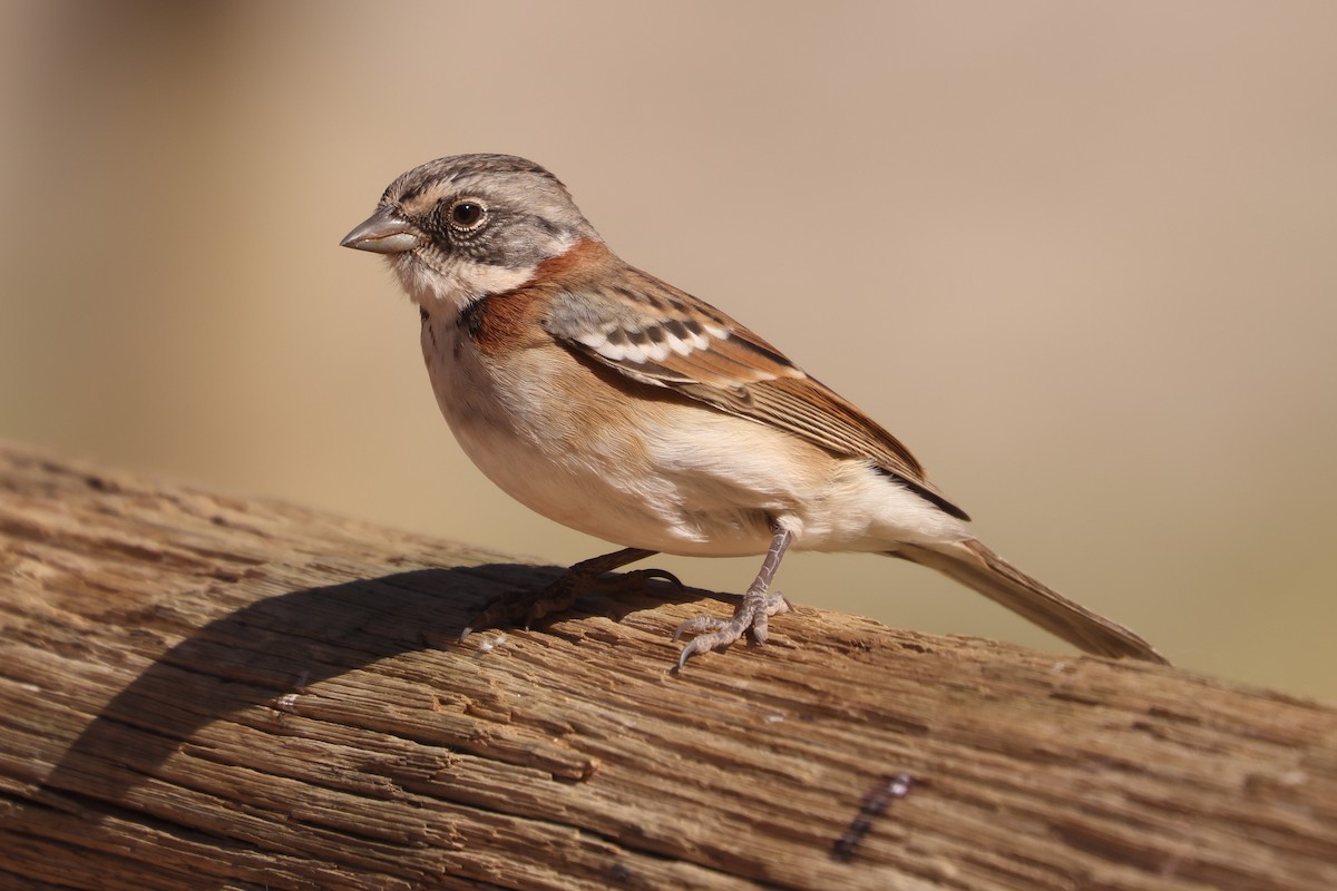 Rufous-collared Sparrow - ML616834378