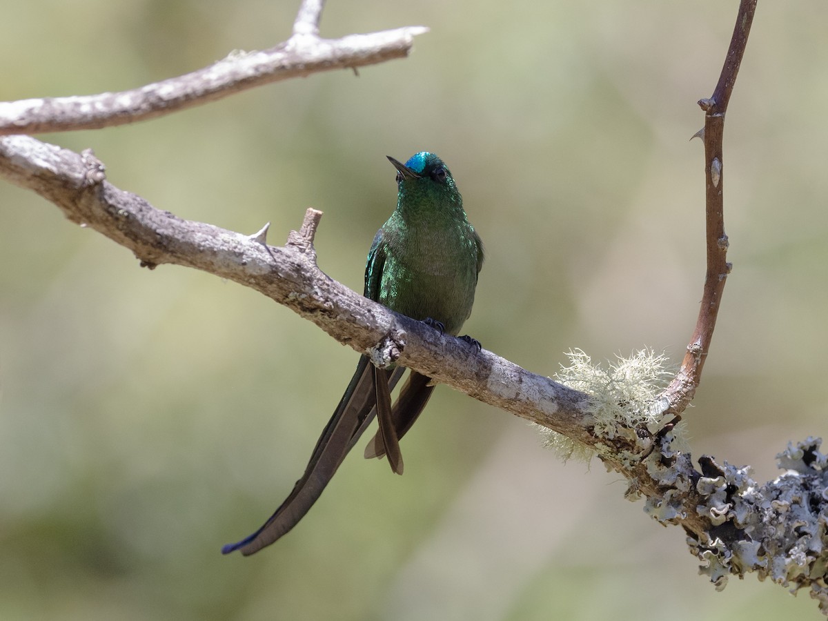 Long-tailed Sylph - ML616834403