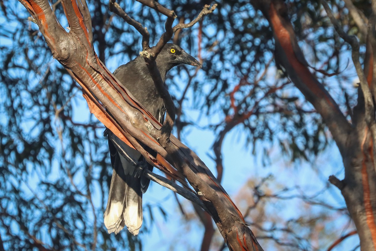 Gray Currawong - Darcy Whittaker