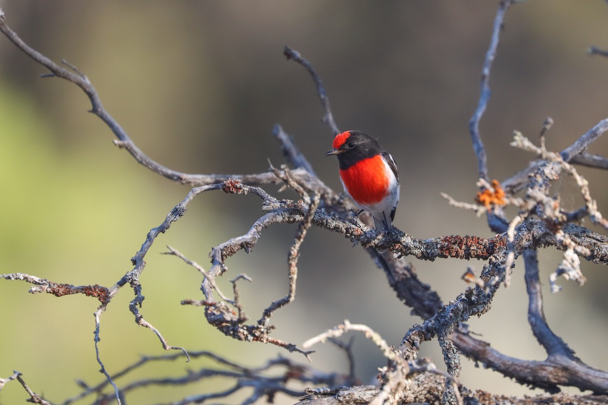 Red-capped Robin - ML616834540