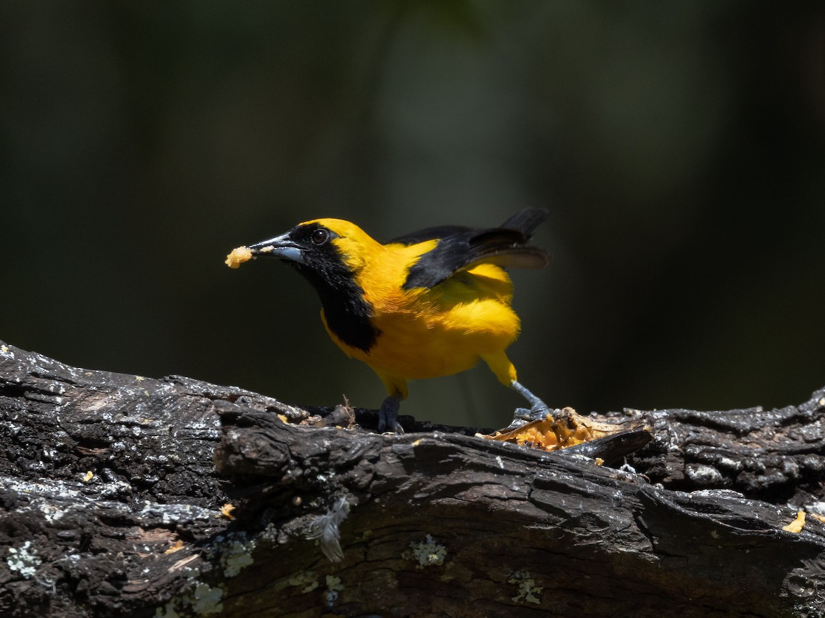 Yellow-backed Oriole - David and Judy Smith