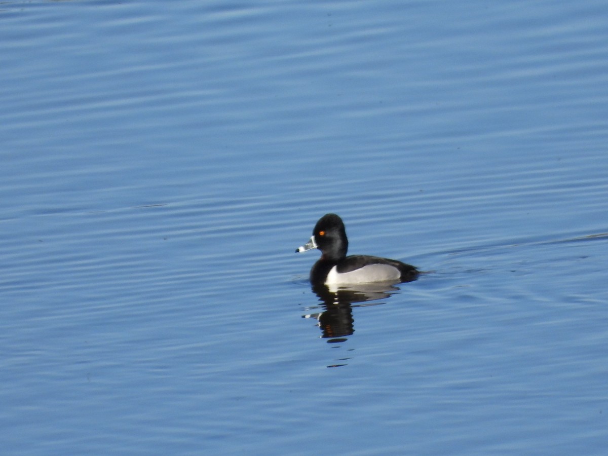 Ring-necked Duck - ML616834655