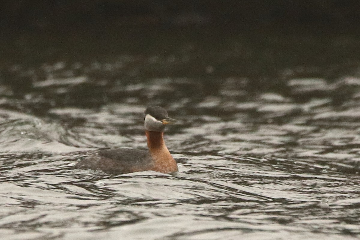 Red-necked Grebe - ML616834697