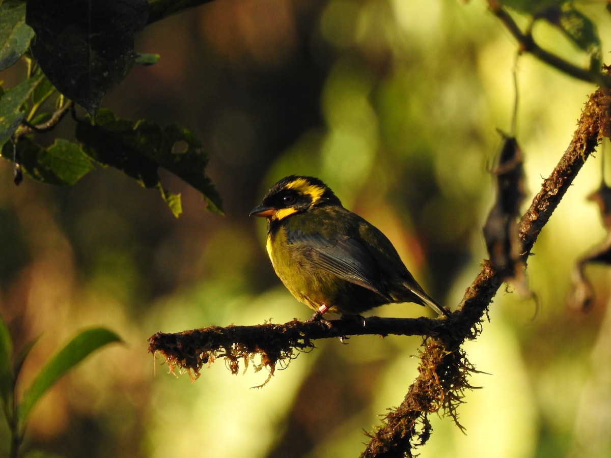 Gold-ringed Tanager - ML616834806