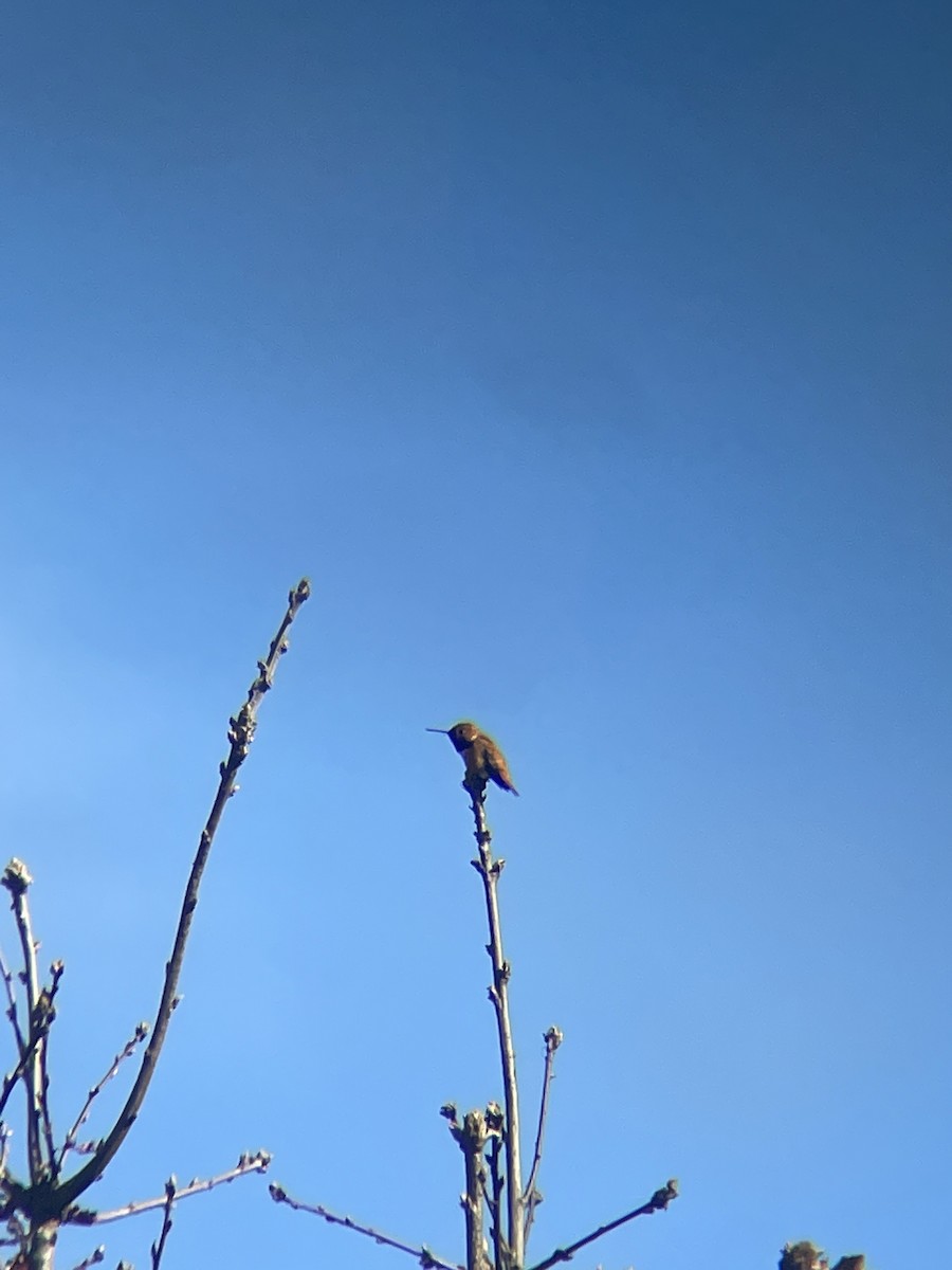 Rufous Hummingbird - Larsen Birdsong
