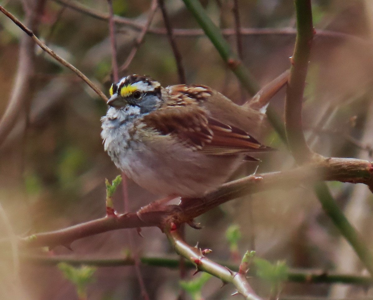 White-throated Sparrow - Jim Sweeney