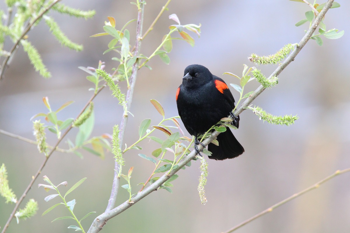 Red-winged Blackbird - Patrick Sysiong