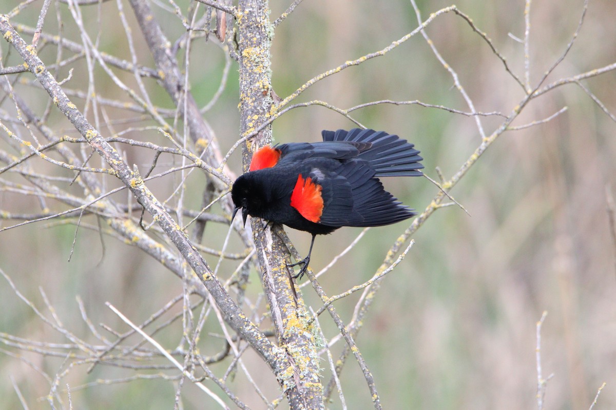 Red-winged Blackbird - ML616834890