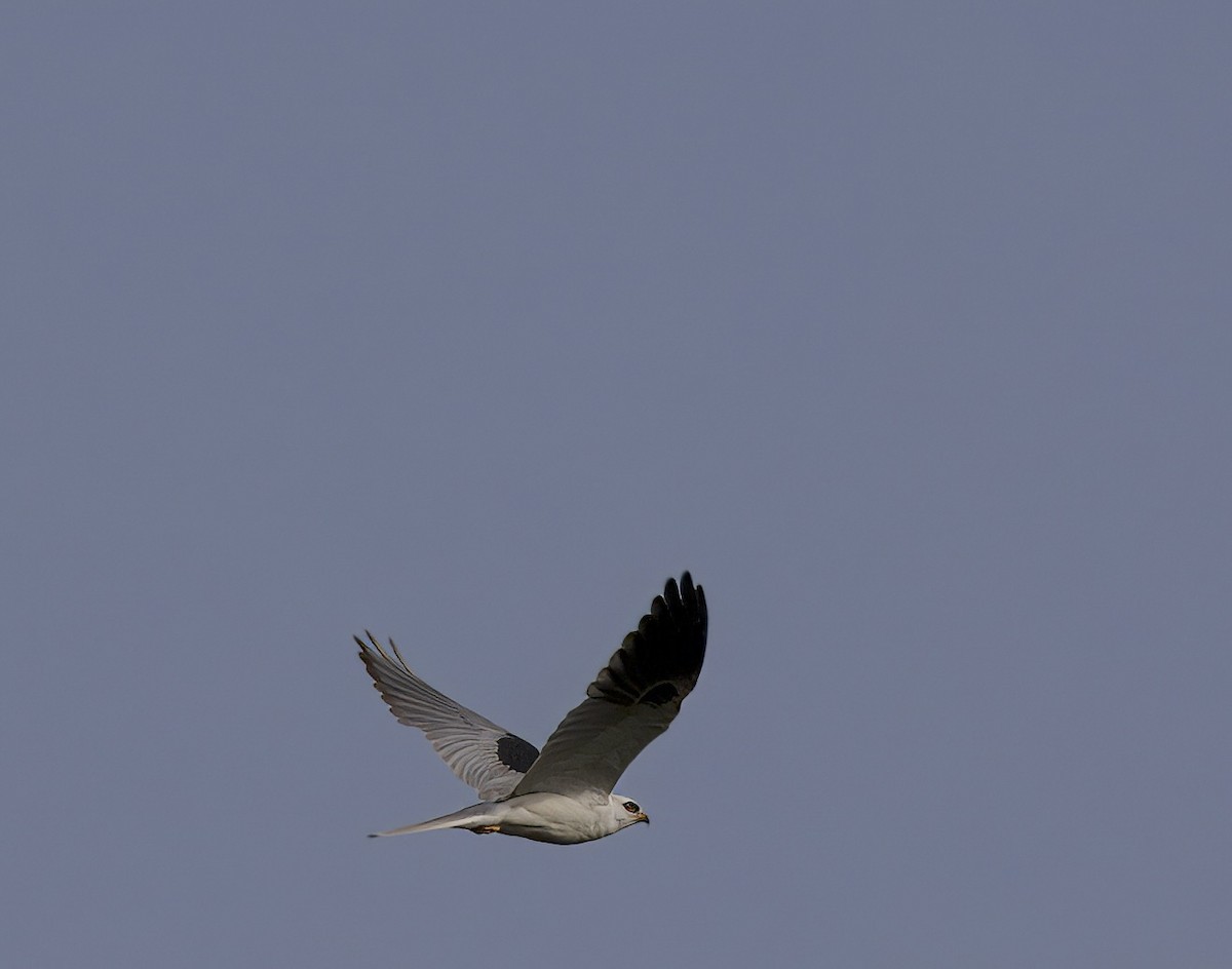 White-tailed Kite - ML616834938