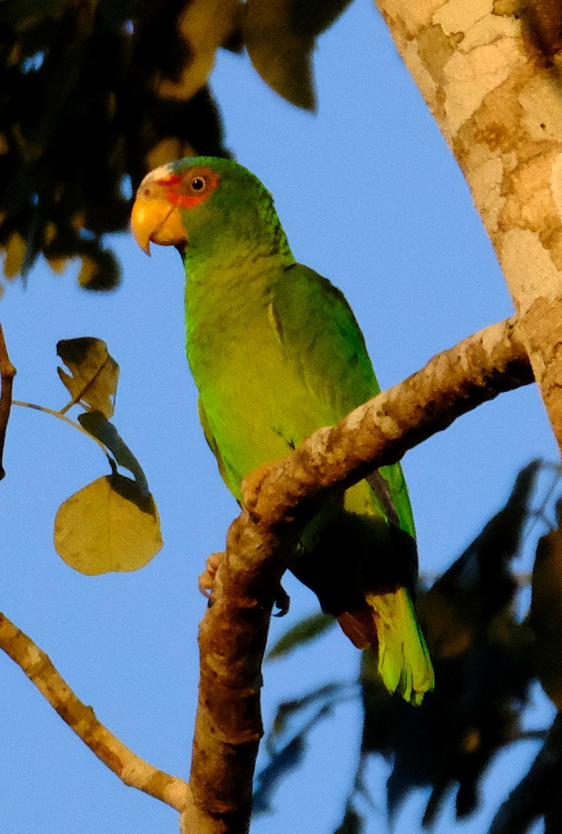White-fronted Parrot - ML616834944