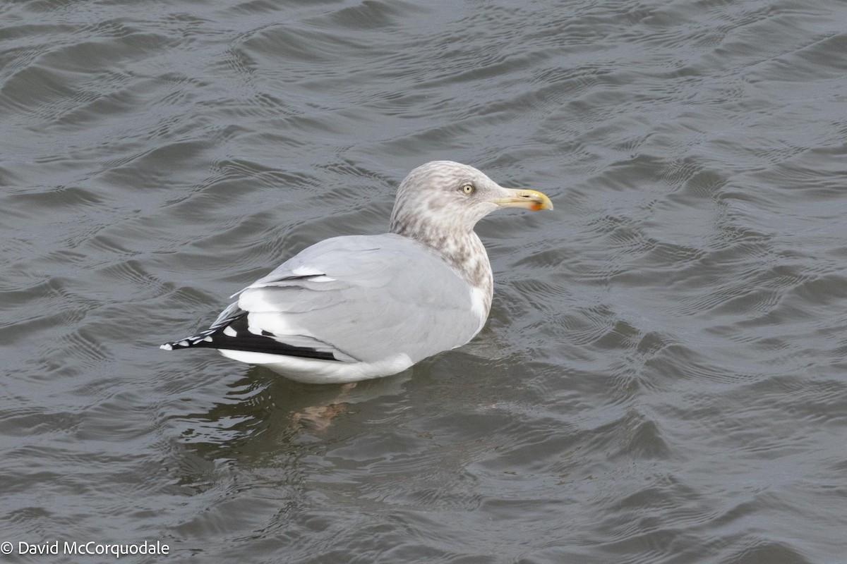 Herring Gull (American) - ML616834994