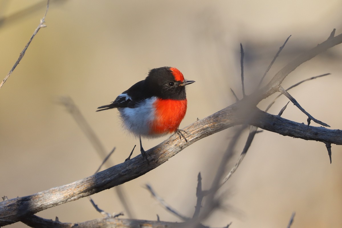Red-capped Robin - Darcy Whittaker