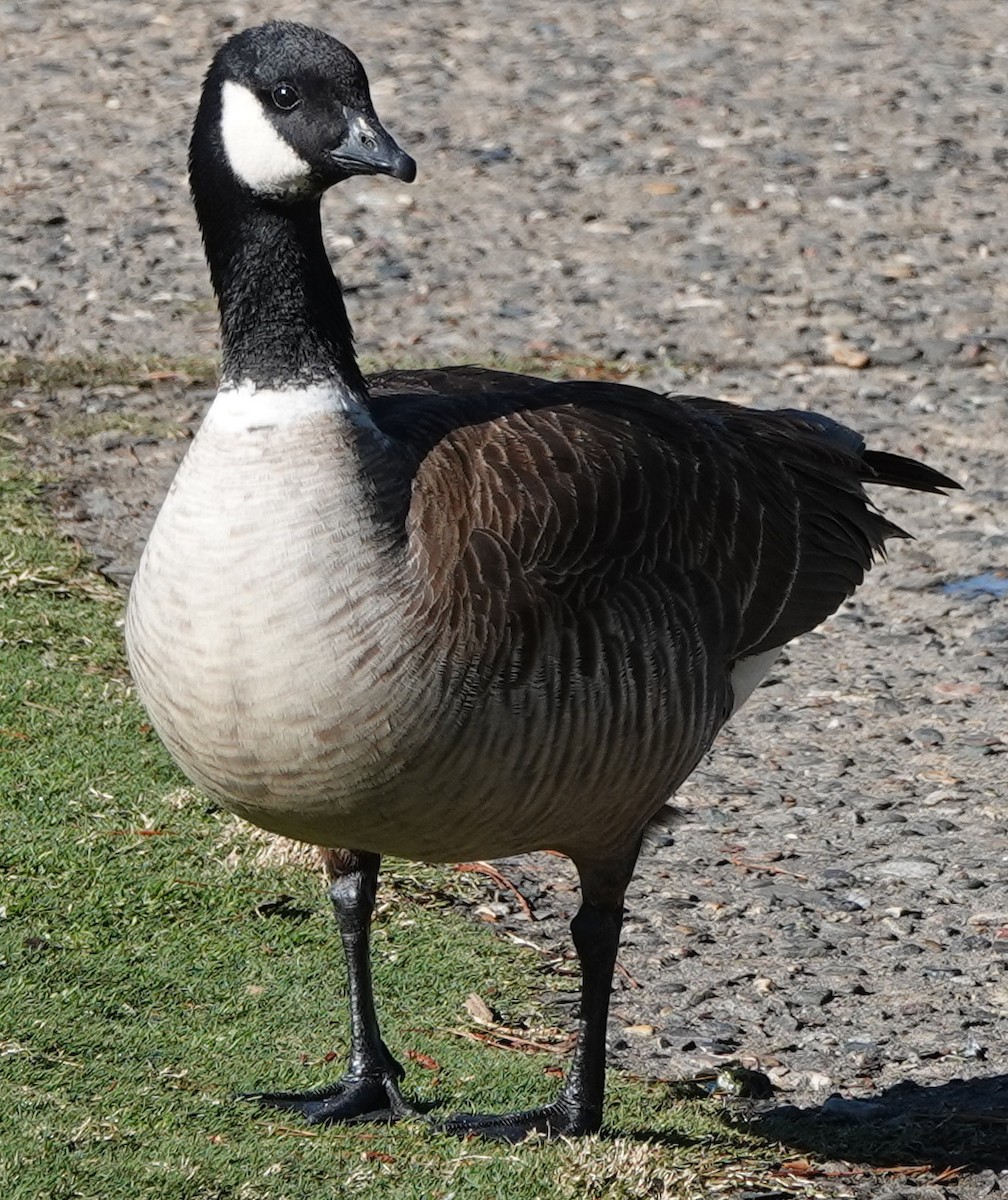 Cackling Goose - ML616835228