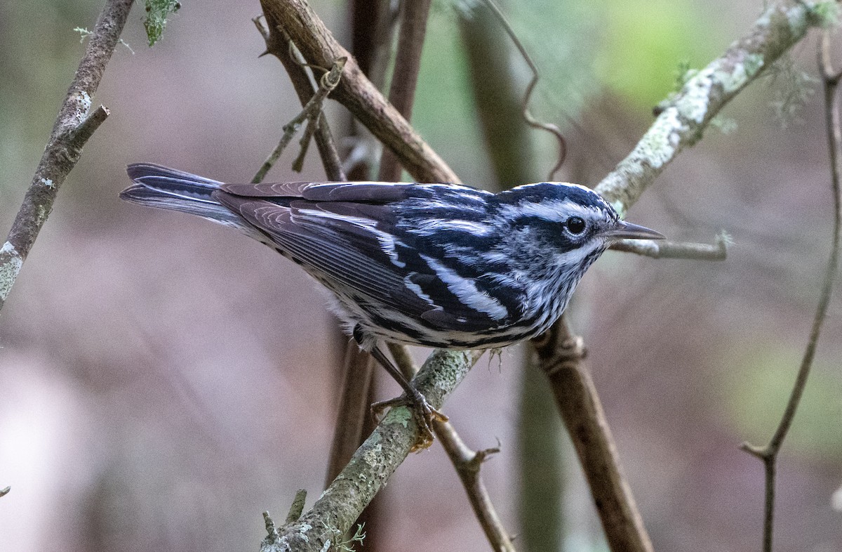 Black-and-white Warbler - ML616835300