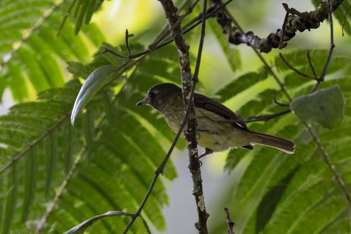 Olive-streaked Flycatcher - Chris Benesh