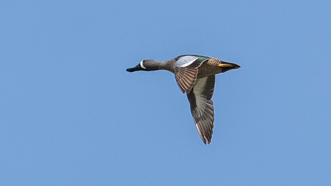 Blue-winged Teal - ML616835373