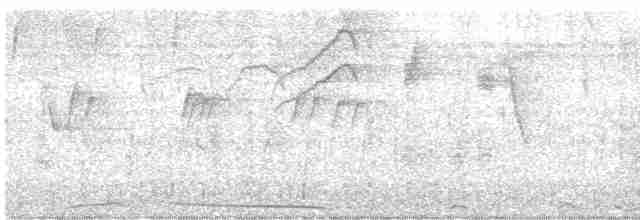 holub neotropický - ML616835457