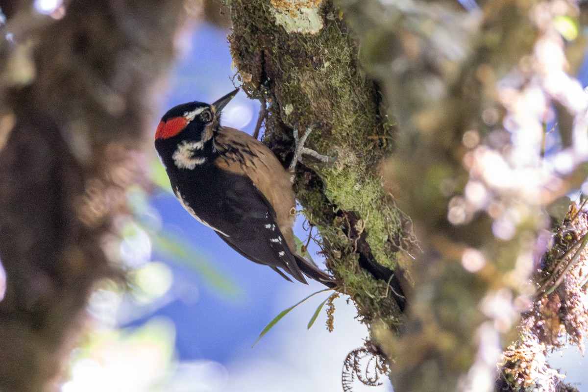 Hairy Woodpecker (Costa Rican) - Tom Blevins