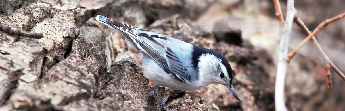 White-breasted Nuthatch - ML616835585