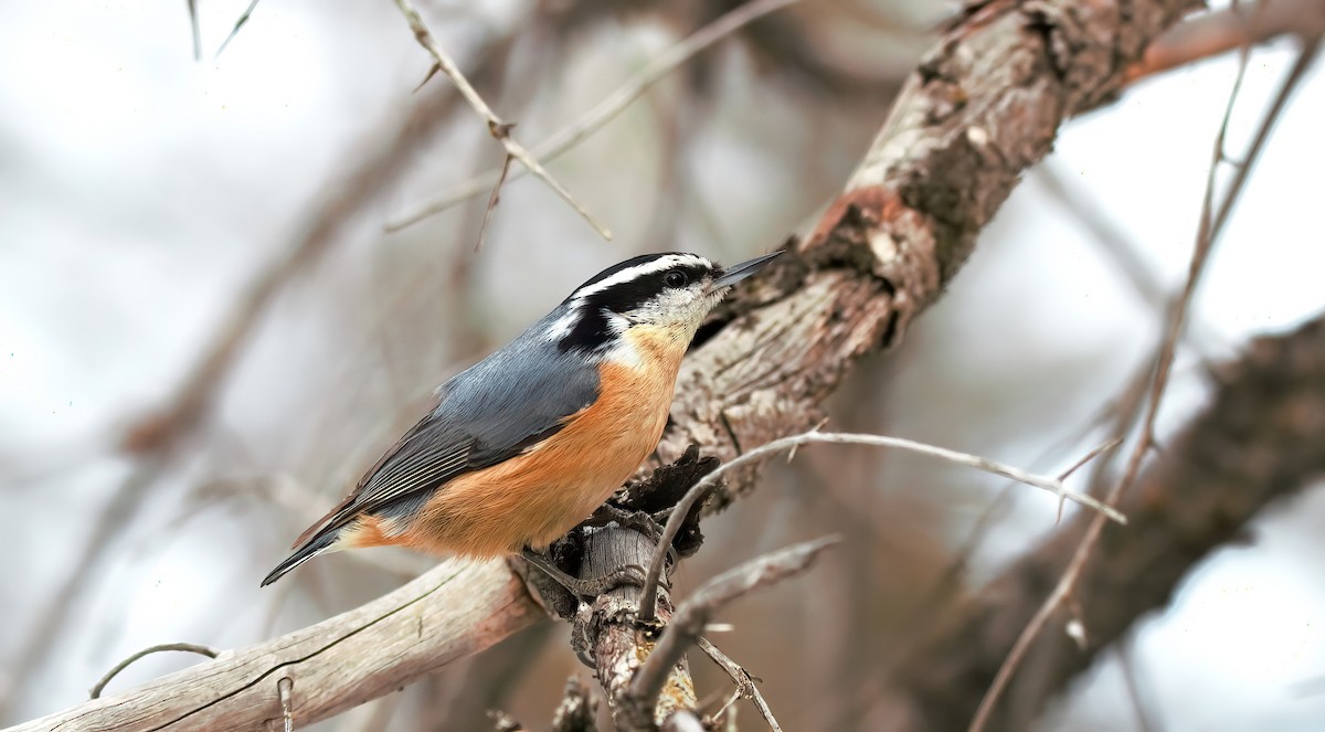 Red-breasted Nuthatch - ML616835592