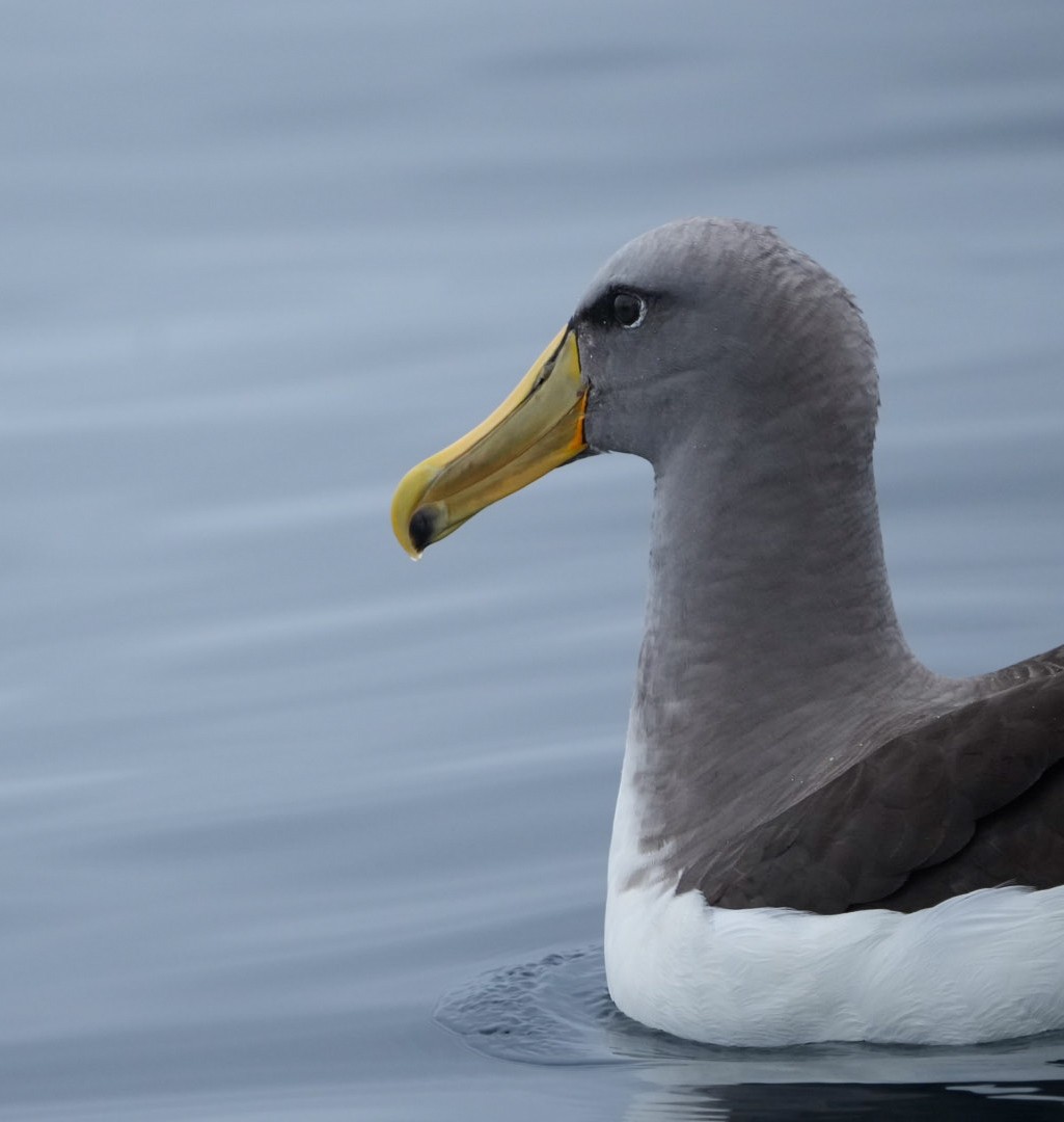 albatros chathamský - ML616835612