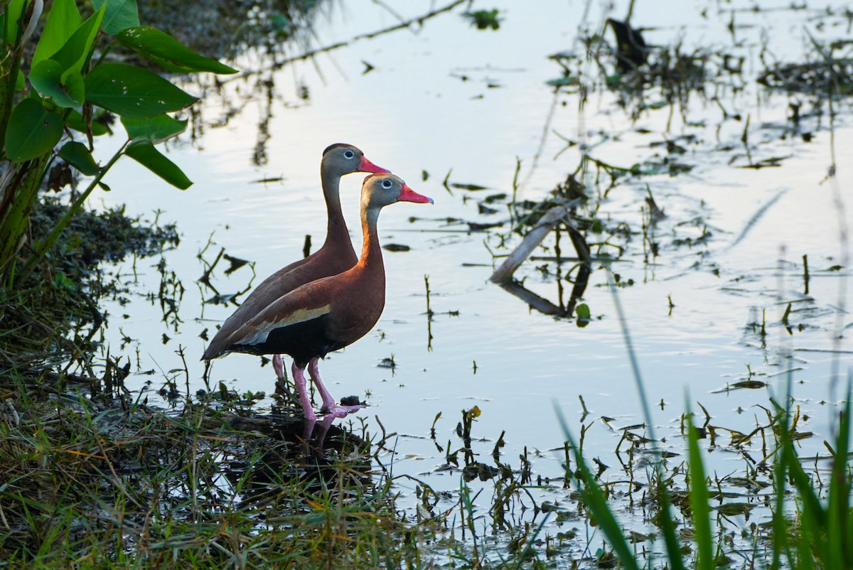Black-bellied Whistling-Duck - Tuly  Datena