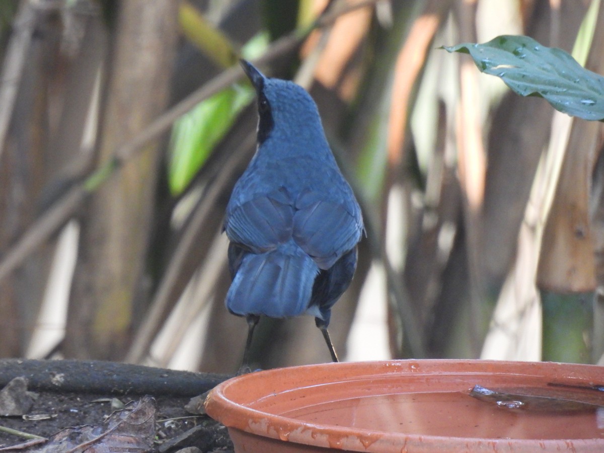 Blue-and-white Mockingbird - ML616835716